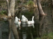 Park-Geese-LoLoMai-Springs