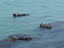 Sea-Otters