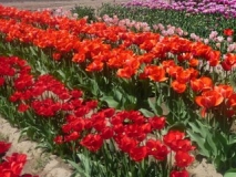 At-the-tulip-display-fields