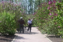 Early-blooming-lilacs