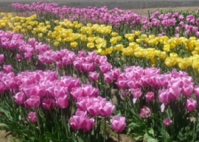 More-lovely-tulip-varieties