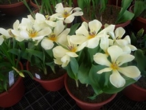 Purissima-Fosteriana-bulb