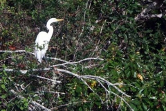 egret along the Rogue