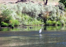 Blue Heron