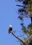 A good perch for this bald eagle