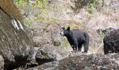 Black Bear!