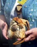 Jeanette's basket with shells