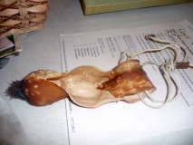 A jack-in-the-pulpit kelp basket!