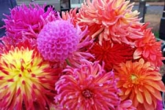 Dahlias01
