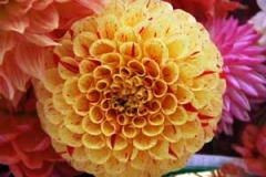 Dahlias02