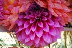 Dahlias03