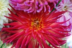 Dahlias04